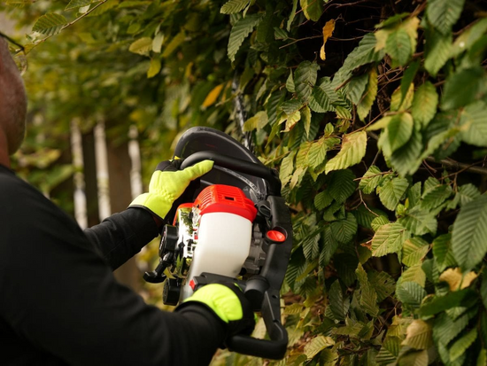 TAGLIASIEPI A SCOPPIO
