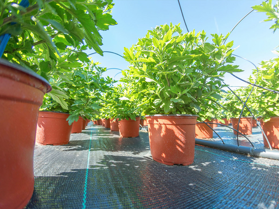 LÁTKA AGROTEX ČERNÁ 1,6 X 20 HMOTNOST 70G/M2