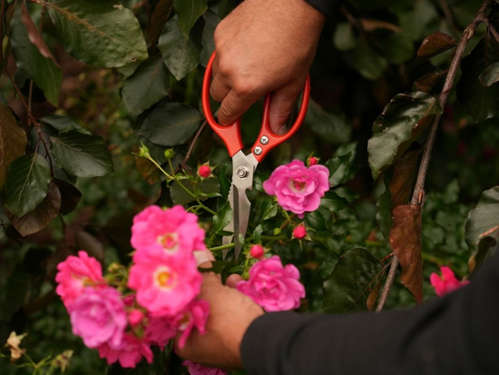 GARDEN SCISSORS STAINLESS STEEL 215MM