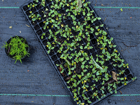 TESSUTO AGROTEX NERO 1,6 X 20 PESO 70G/M2