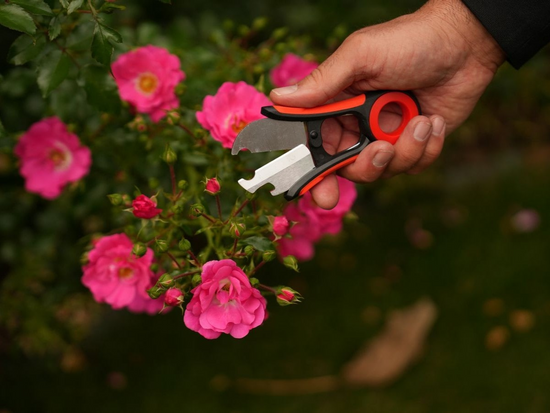 CISEAUX FLORISTIQUES POUR ENLEVER LES ÉPICES