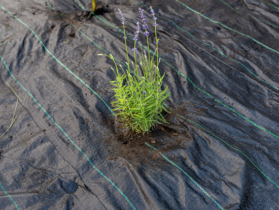 ΥΦΑΣΜΑ AGROTEX 70 G - 1,6X50M