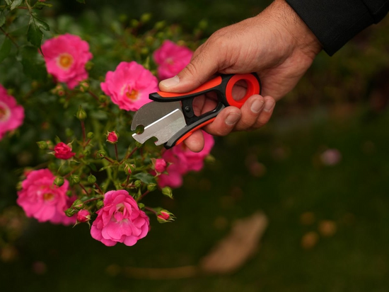 CISEAUX FLORISTIQUES POUR ENLEVER LES ÉPICES