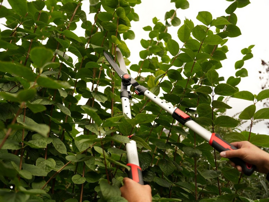 TELESCOPIC CURVED CUTTING EDGE HEDGE SHEARS 660-825MM