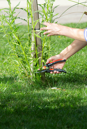 НОЖИЦА ПРЕДПАЗНИ 210 ММ
