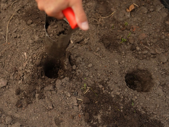 BULB PLANTER 240MM WITH STAINLESS STEEL HEAD